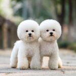 PET UPDATE 2026