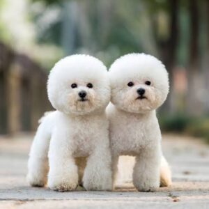 PET UPDATE 2026